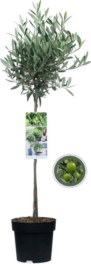 Olea Europea Olijfboom op stam Olea Europea Totale hoogte 85 cm