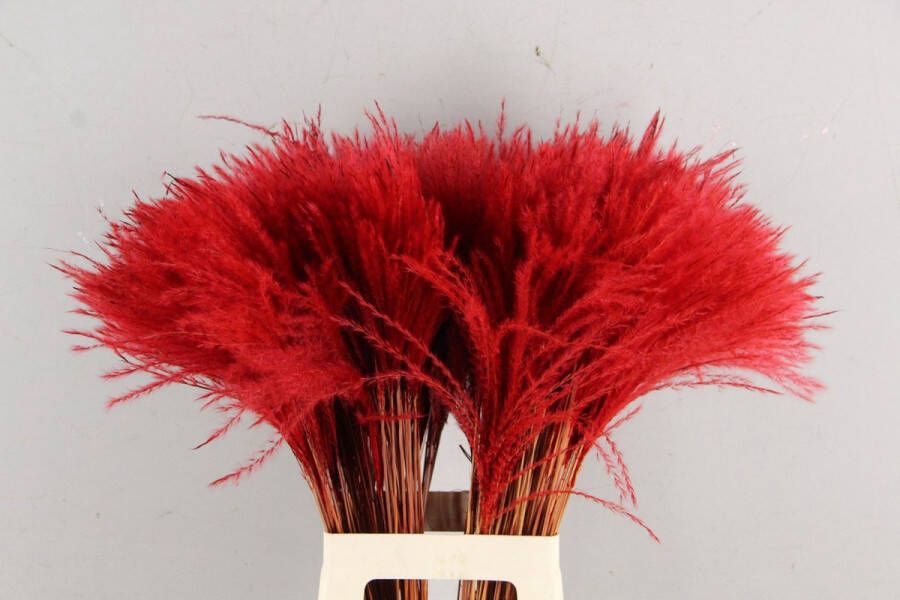 Oneiro ’s Luxe Droogbloemen DF Miscanthus Bs(15pc) Red 75cm – hotel chique binnen accessoires decoratie – bloemen – mat – glans – industrieel