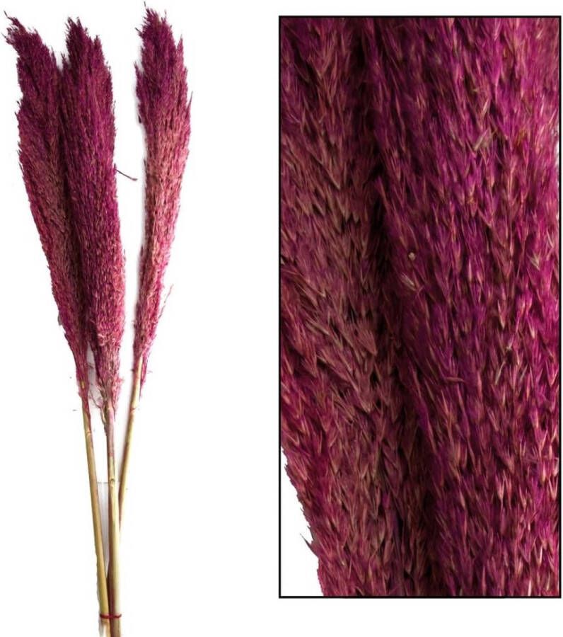 Oneiro ’s Luxe Droogbloemen Wild reed plume Vinz 3pc 115cm Burgundy – hotel chique binnen accessoires decoratie – bloemen – mat – glans – industrieel