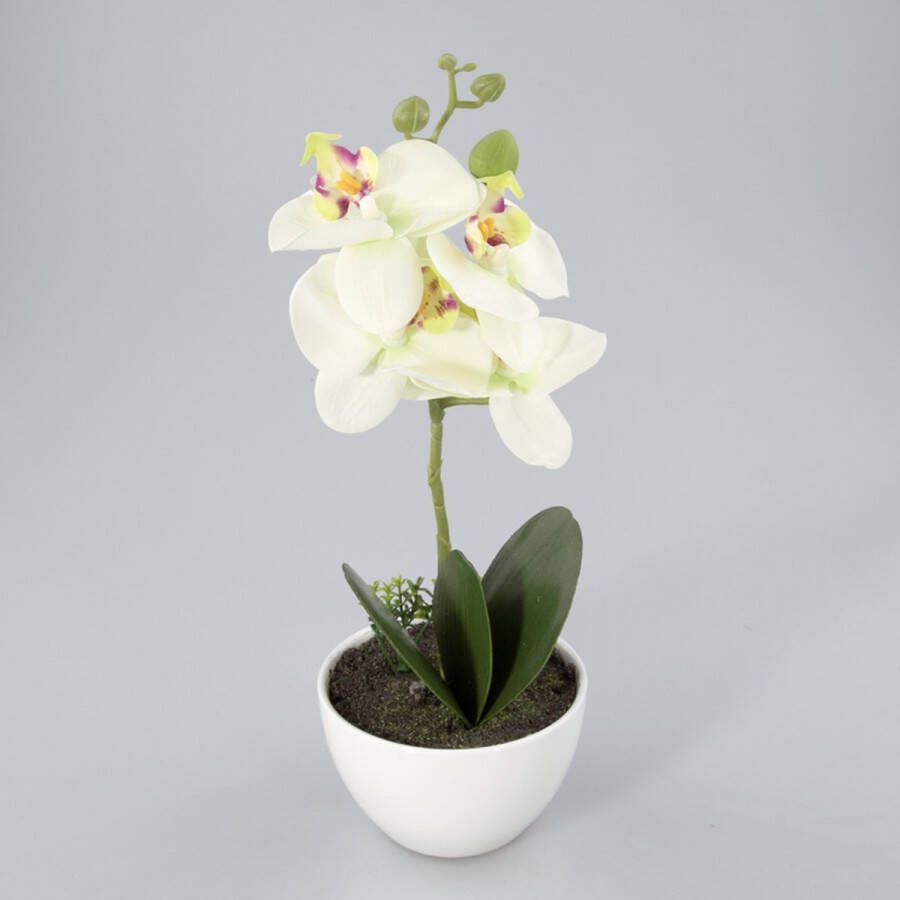 Oosterik Home Orchidee in kunststof pot groen M