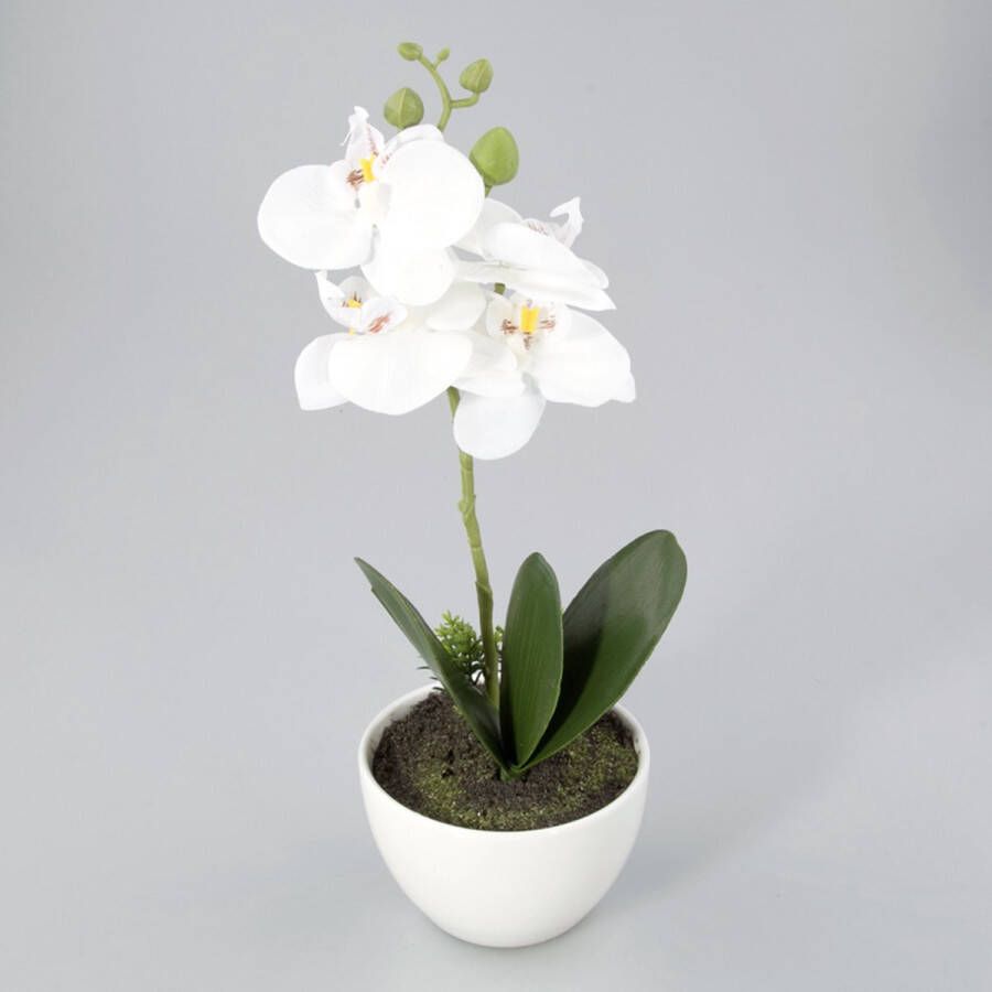 Oosterik Home Orchidee in kunststof pot wit M
