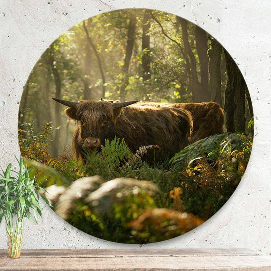 Opjewallie Dibond Muurcirkel Schotse hooglander in het bos 80cm