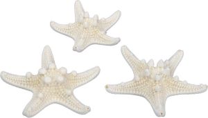 Othmar decorations 24x Stuks Decoratie Zeesterren Naturel Wit 5-7 Cm Hobbydecoratieobject