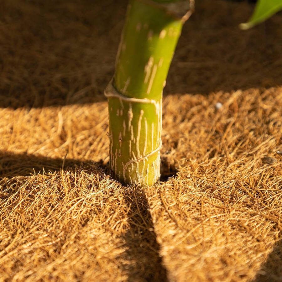 OwnGrown kokosmat winterbescherming planten: 3x20cm kokosschijf als plantbescherming winter kokosmat winterbescherming voor planten vorstbescherming planten jaarrond potbescherming planten winter
