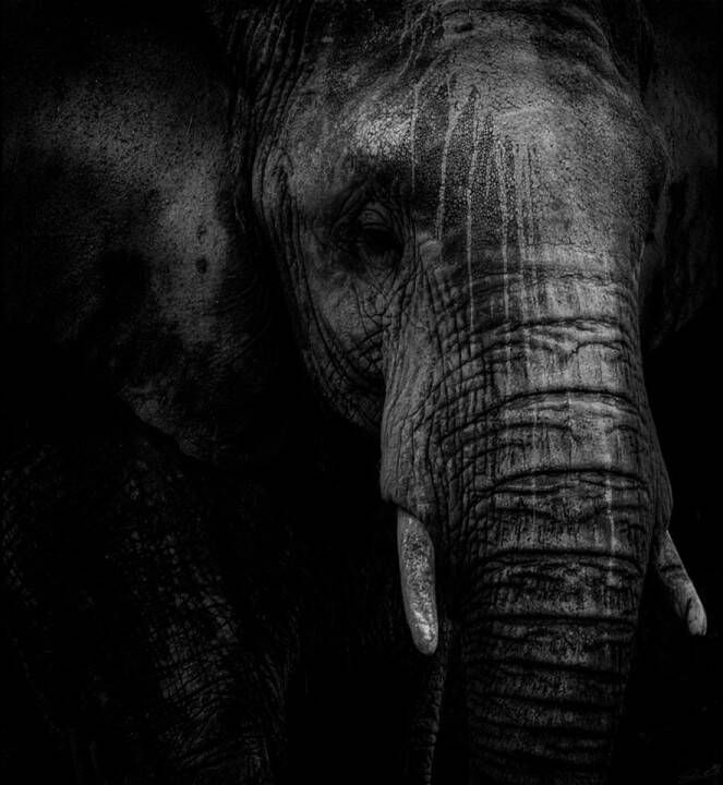 PaintingParadise Diamond painting Vierkante steentjes Diamond painting volwassenen Portret van een olifant in zwart-wit tegen een donkere achtergrond Diamond painting pakket volledig 50x40 cm