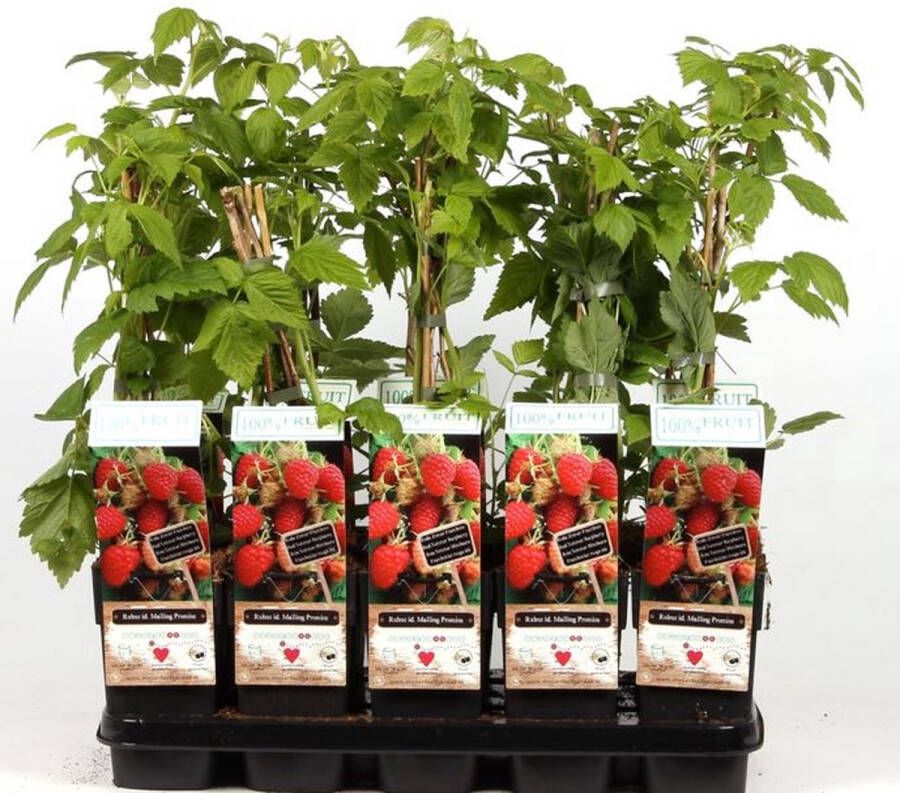 Patioplant Garden Select 2 x 3 Braam Framboos Fruitplanten Hoogte 25 35 cm. Ø 9 cm Zelfbestuivend en Winterhard Het hele jaar te planten