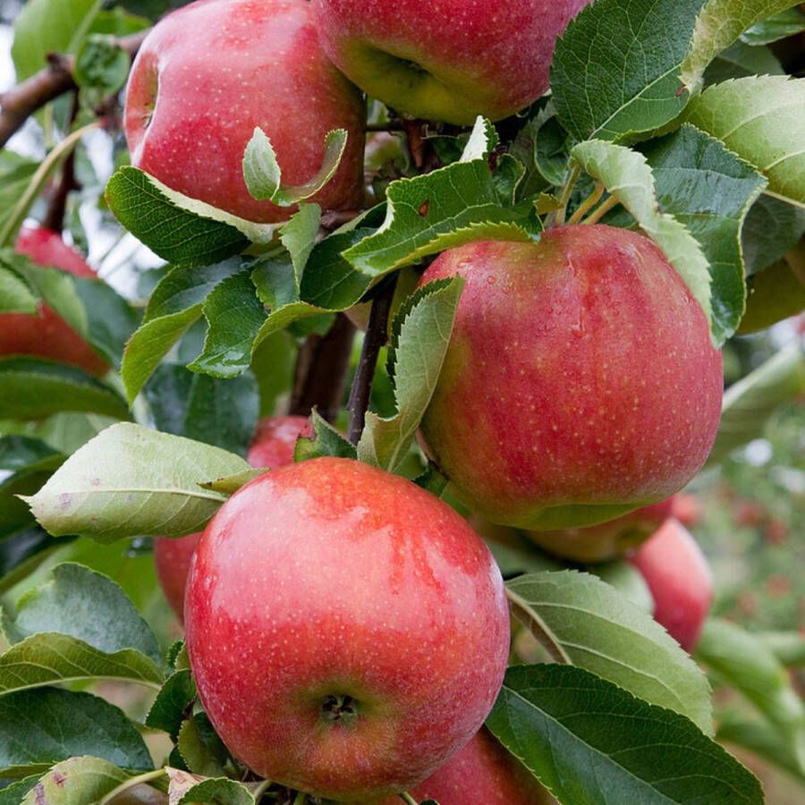 Patioplant Garden Select 4 Pilaar appelbomen 'Malus Gala' Pot 9cm Hoogte 60-70cm Fruitbomen Tuinplant