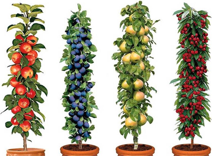 Patioplant Garden Select Mix van 4 pilaar fruitboompjes Kers pruim peer en appel Pot ⌀9cm Hoogte 60cm Winterharde fruitbomen Pilaarvorm Kolom fruitbomen