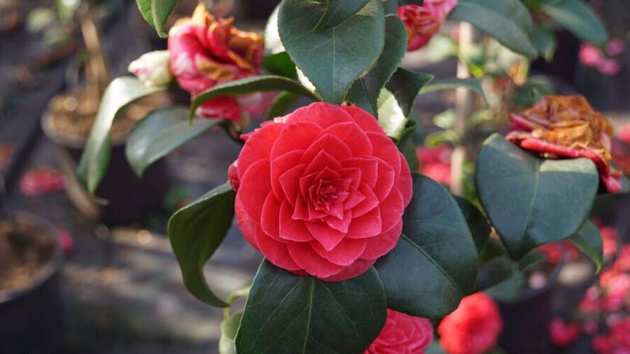 Patioplant Garden Select Set van 3 Camellia Japonica 'Rood' Pot ⌀9cm Hoogte 25-40cm Tuinplant Japanse Roos Winterhard