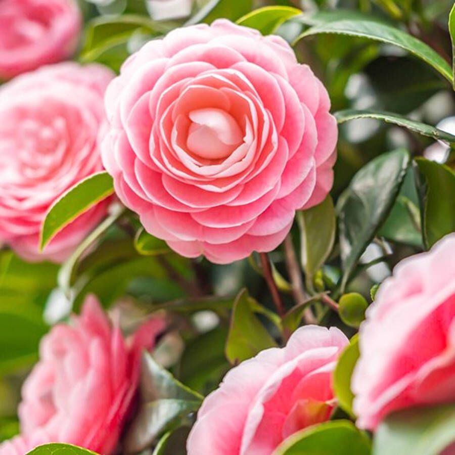 Patioplant Garden Select Set van 3 Camellia Japonica 'Roze' Pot ⌀9cm Hoogte 25-40cm Tuinplant Japanse Roos Winterhard