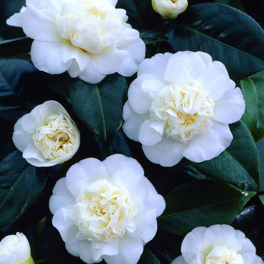 Patioplant Garden Select Set van 3 Camellia Japonica 'Wit' Pot ⌀9cm Hoogte 25-40cm Tuinplant Japanse Roos Winterhard