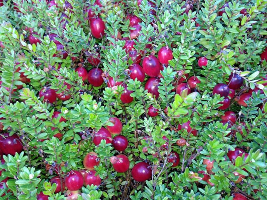 Patioplant Garden Select Set van 3 Cranberry planten Vaccinium Macrocarpon Cranberry Pot ⌀9cm Hoogte 15-20cm Winterharde cranberry struiken Tuinplant Fruitplant