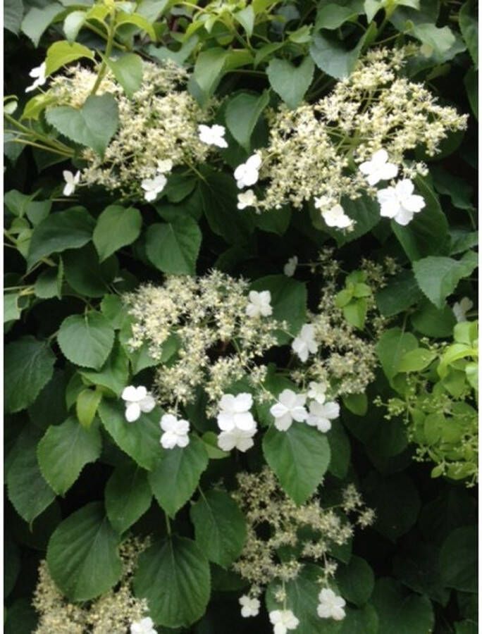 Patioplant Garden Select Set van 3 Hydrangea Petiolaris Klimhortensia Pot ⌀9cm Hoogte 25-40cm Tuinplant Winterhard Klimplant Hortensia