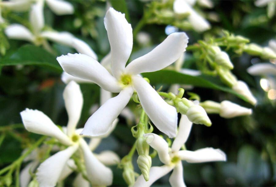 Patioplant Garden Select Set van 3 witte Jasmijn planten Trachelospermum jasminoides Pot ⌀9cm Hoogte 25-40cm Tuinplant Winterhard Groenblijvende klimplanten
