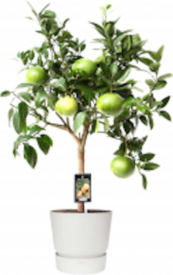 PerfectPlant Tuinplant Citrus Grapefruit op stam in ELHO outdoor sierpot Greenville Rond (wit)