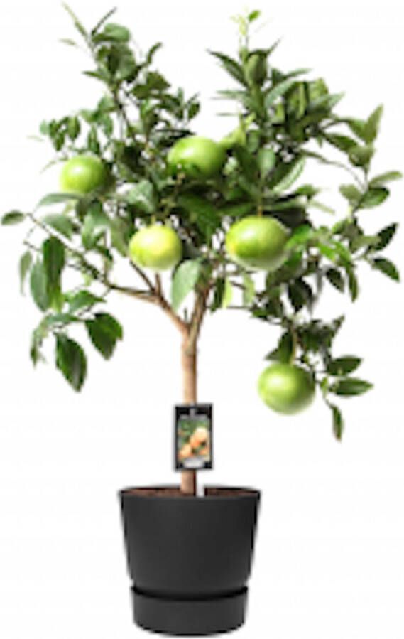 PerfectPlant Tuinplant Citrus Grapefruit op stam in ELHO outdoor sierpot Greenville Rond (zwart)