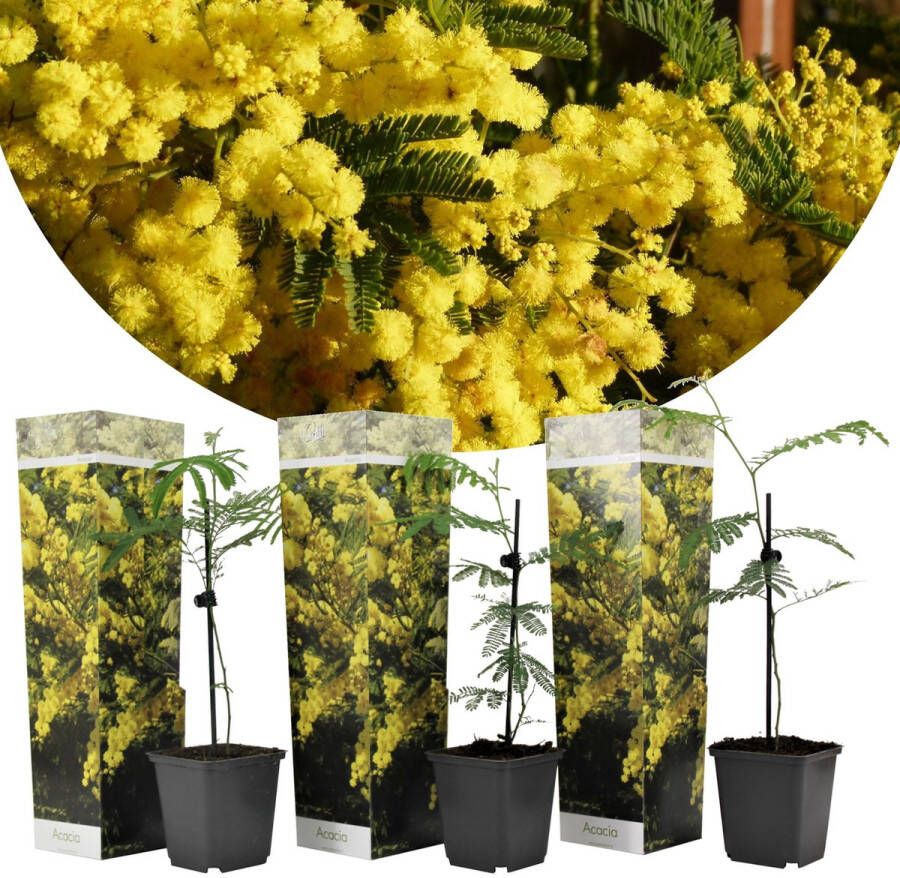 Plant In A Box Acacia dealbata Mimosa Set van 3 Pot 9cm Hoogte 25-40cm Bloeiende Kuipplant Mediterrane Plant