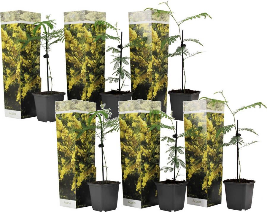Plant In A Box Acacia dealbata Mimosa Set van 6 Tuinplant met prachtige gele bloemen Pot 9cm Hoogte 25-40cm