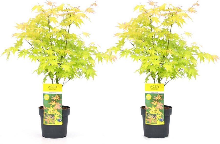 Plant In A Box Acer 'Orange Dream' Set van 2 Japanse Esdoorn Pot 19cm Hoogte 60-70cm Winterhard Tuinplant