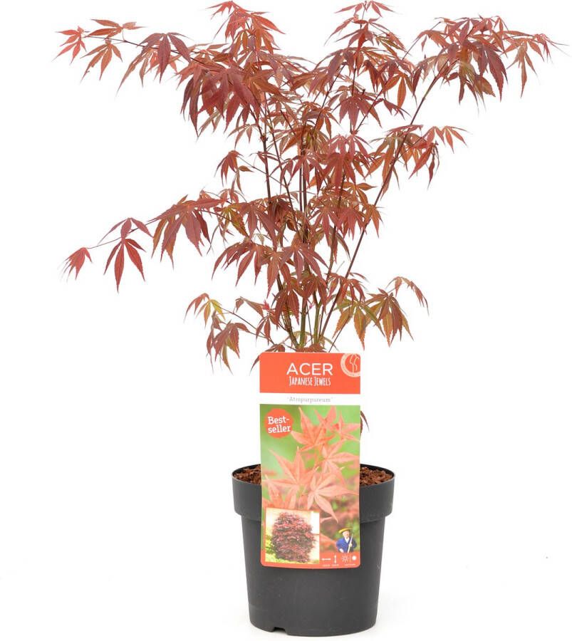 Plant In A Box Acer palmatum 'Atropurpureum' Pot ⌀19cm Hoogte ↕ 60-70cm Japanse Esdoorn Winterhard Rood