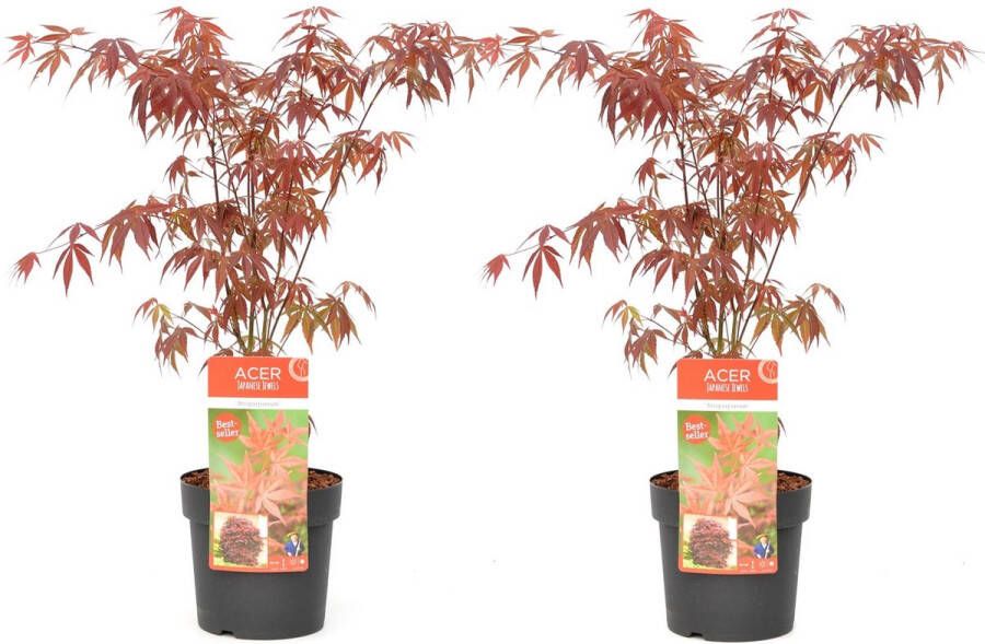 Plant In A Box Acer palmatum ´Atropurpureum´ Set van 2 Japanse Esdoorn Donkerrode bladeren Pot 19cm Hoogte 60-70cm