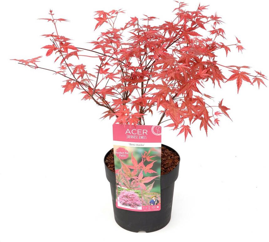 Plant In A Box Acer palmatum ´Beni Maiko´ Japanse Esdoorn boom Rood-roze bladeren Winterhard Pot 19 Hoogte 60-70cm