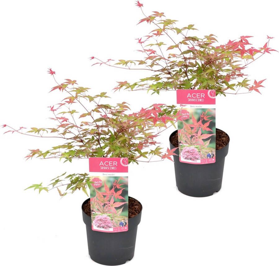 Plant In A Box Acer palmatum ´Beni Maiko´ Set van 2 Japanse Esdoorn boom Rood-roze bladeren Winterhard Pot 19 Hoogte 60-70cm