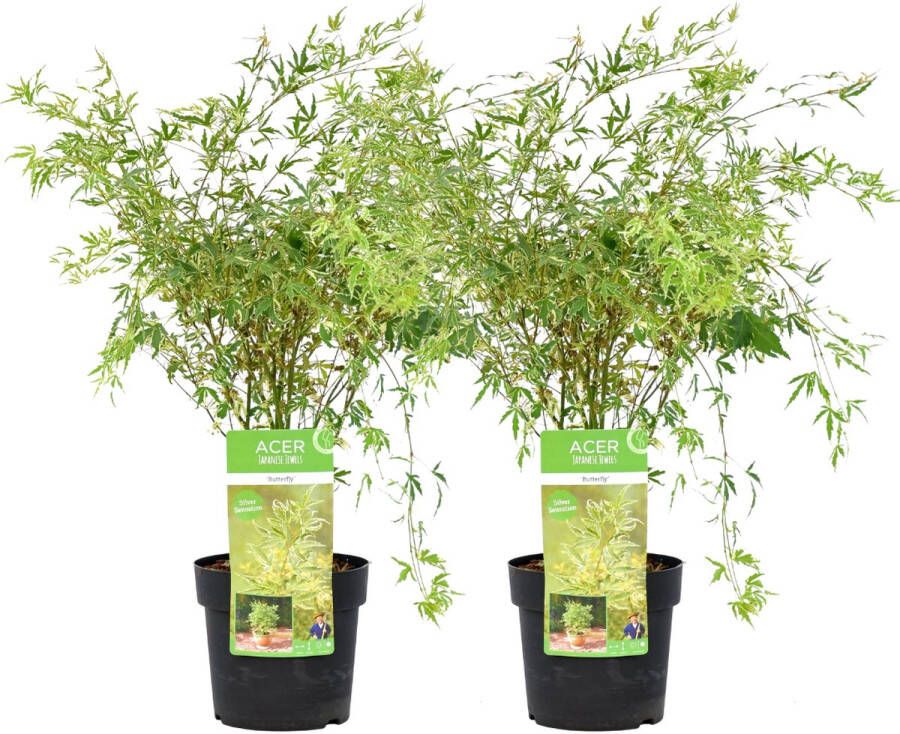 Plant In A Box Acer palmatum 'Butterfly' Japanse Esdoorn Set van 2 Winterhard Tuinplant Pot 19cm Hoogte 50-60cm