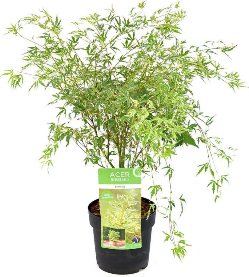 Plant In A Box Acer palmatum 'Butterfly' Japanse Esdoorn -Winterhard Tuinplant Pot 19cm Hoogte 50-60cm