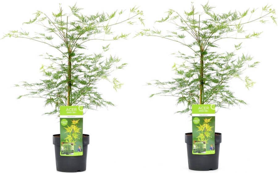 Plant In A Box Acer palmatum 'Emerald Lace' Japanse esdoorn winterhard Pot 19cm Hoogte 60-70cm