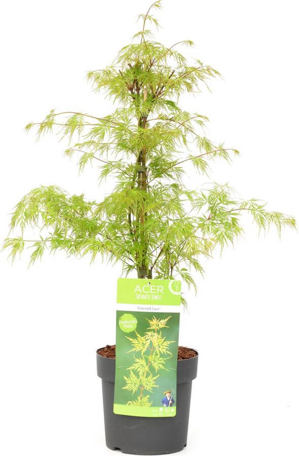 Plant In A Box Acer palmatum 'Emerald Lace' Japanse esdoorn winterhard Pot 19cm Hoogte 60-70cm