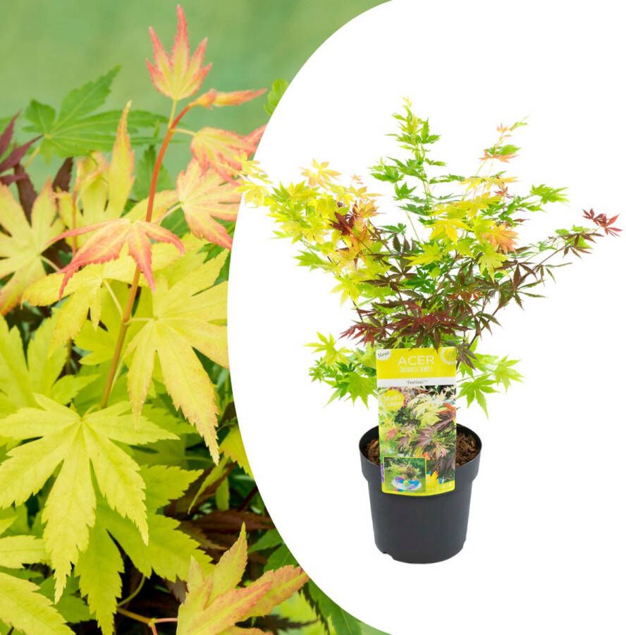 Plant In A Box Acer palmatum 'Festival' Japanse esdoorn Winterhard Pot 19cm Hoogte 60-70cm