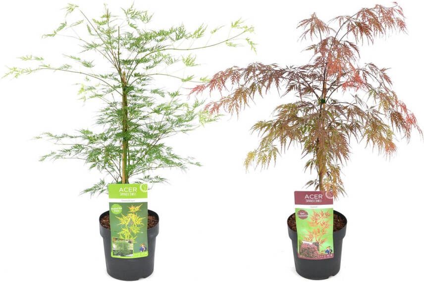 Plant In A Box Acer palmatum 'Garnet' 'Emerald Lace' Mix van 2 Japanse Esdoorns Winterhard- Pot 19cm Hoogte 60-70cm