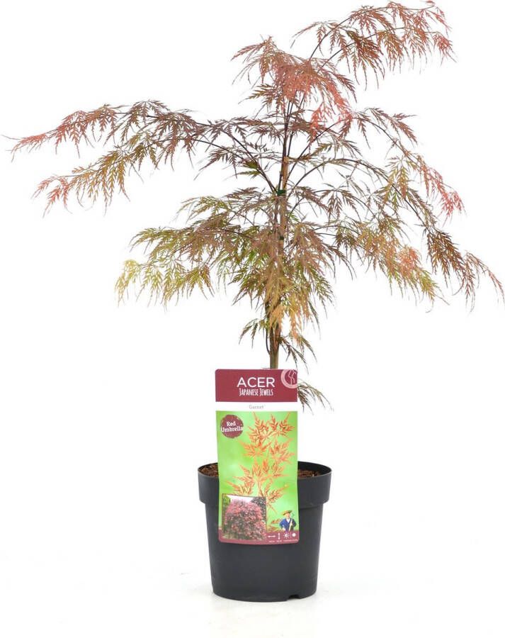Plant In A Box Acer palmatum 'Garnet' Japanse esdoorn Winterhard Pot 19cm Hoogte 60-70cm