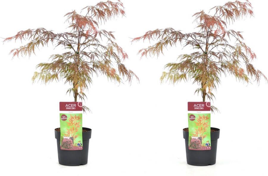 Plant In A Box Acer palmatum 'Garnet' Set van 2 Japanse Esdoorns Winterhard Pot 19cm Hoogte 60-70cm