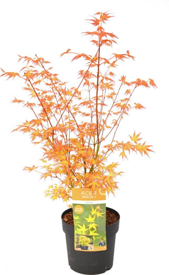 Plant In A Box Acer palmatum 'Katsura' Japanse Esdoorn Winterhard Tuinplant Pot 19cm Hoogte 60-70cm