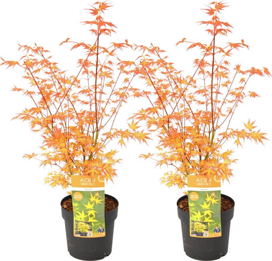 Plant In A Box Acer palmatum 'Katsura' Set van 2 Japanse Esdoorn Winterhard Tuinplant Pot 19cm Hoogte 60-70cm