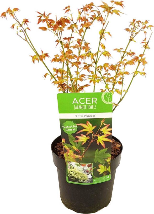 Plant In A Box Acer palmatum 'Little Princess' Japanse Esdoorn Winterhard Tuinplant Pot 19cm Hoogte 45-55cm