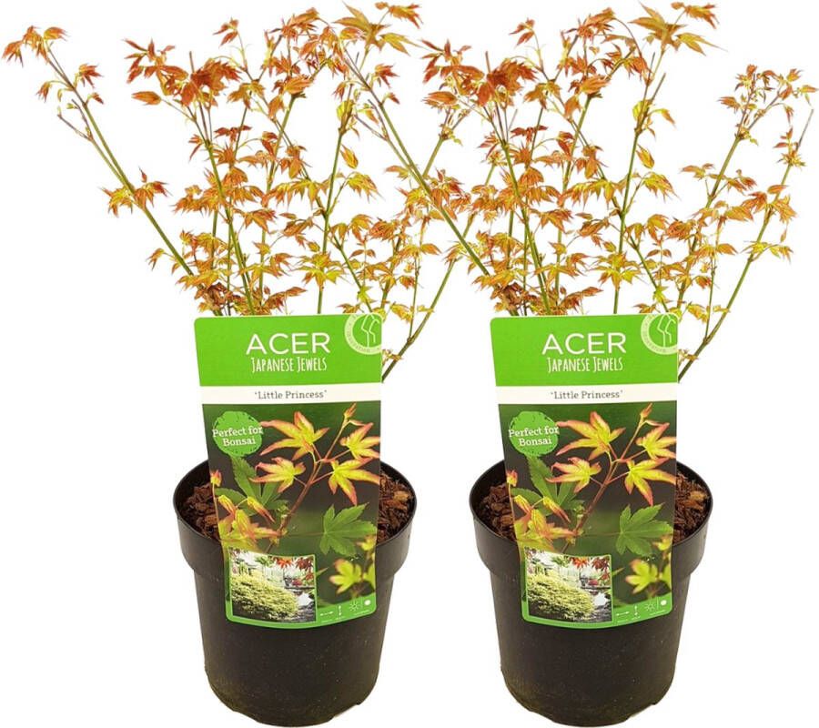 Plant In A Box Acer palmatum 'Little Princess' Set an 2 Japanse Esdoorn Winterhard Tuinplant Pot 19cm Hoogte 45-55cm