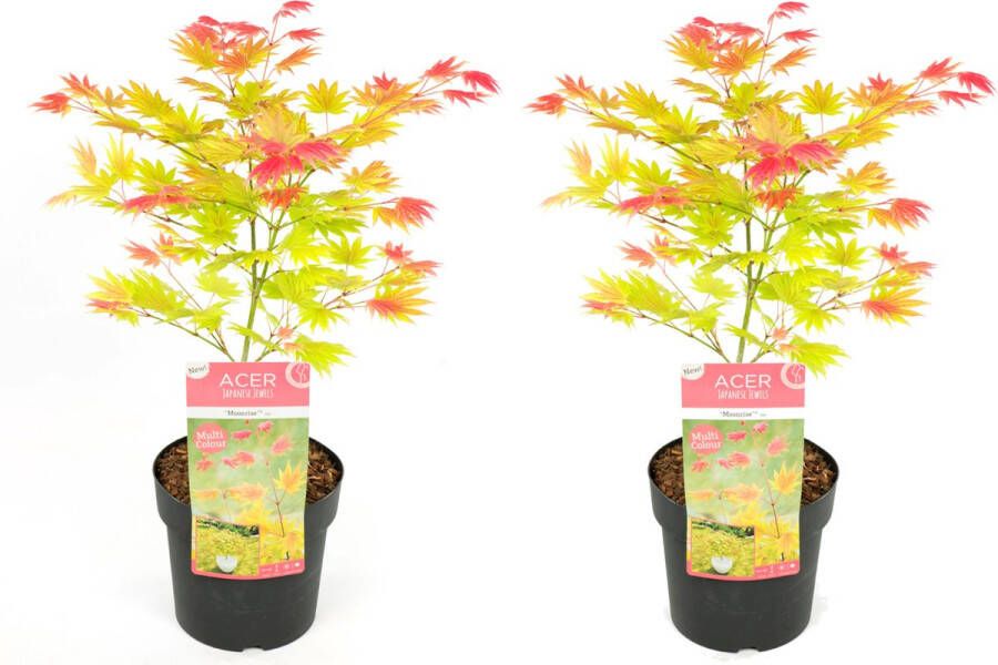 Plant In A Box Acer palmatum 'Moonrise' Set van 2 Japanse esdoorn Winterhard Pot 19cm Hoogte 40-50cm