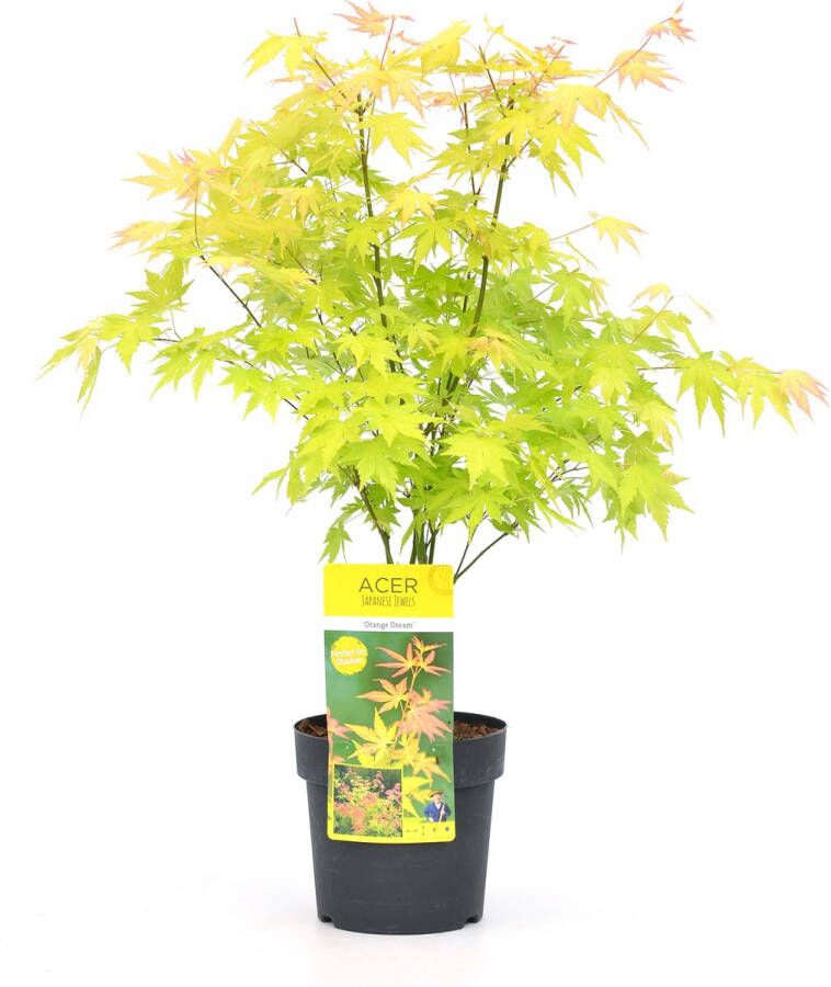 Plant In A Box Acer palmatum 'Orange Dream' Pot ⌀19cm Hoogte ↕ 60-70cm Japanse Esdoorn Winterhard Oranje