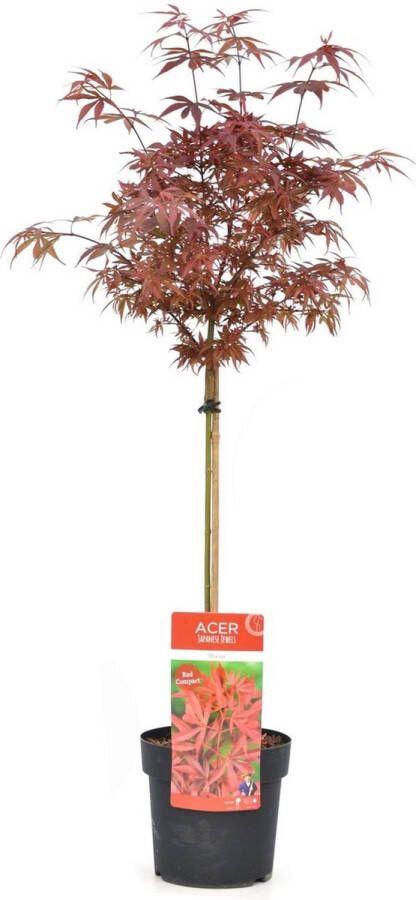 Plant In A Box Acer palmatum 'Shaina' Japanse Esdoorn boom winterhard Rode bladeren Pot 19cm Hoogte 80-90cm