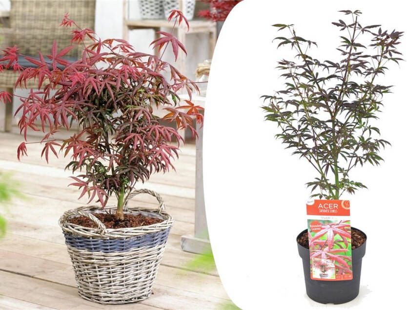 Plant In A Box Acer palmatum Starfish Japanse esdoorn winterhard Pot 19cm Hoogte 60-70cm