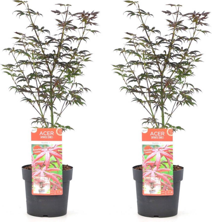 Plant In A Box Acer palmatum Starfish Set van 2 Japanse esdoorn winterhard Pot 19cm Hoogte 60-70cm