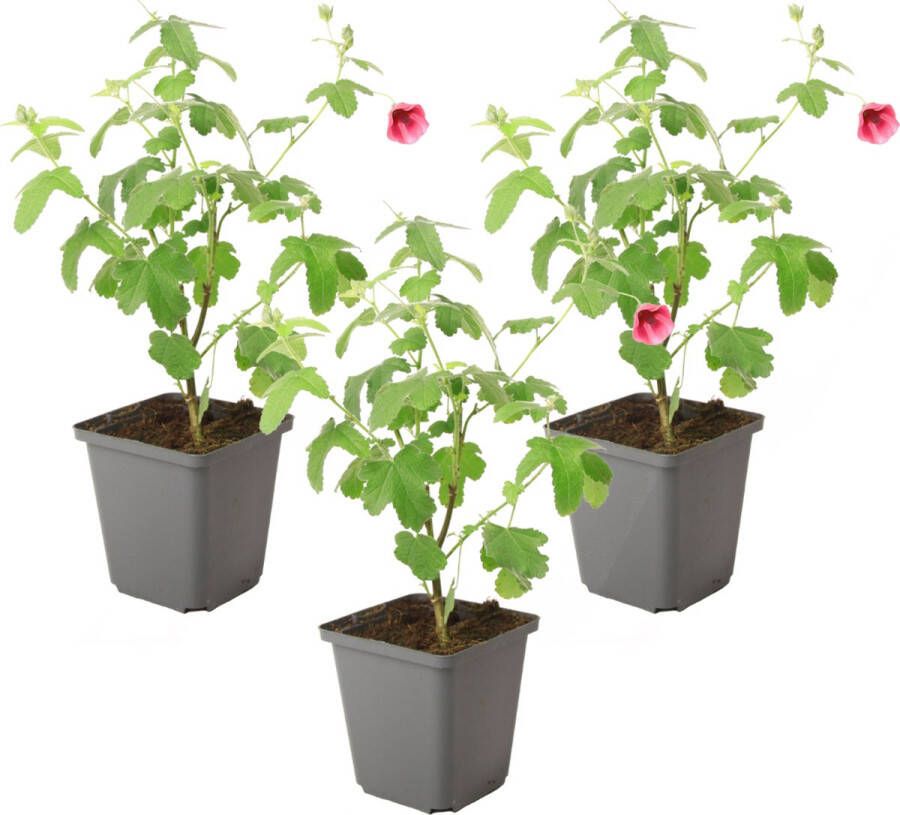 Plant In A Box Anisodontea capensis Kaaps Kaasjeskruid – Kaapse Malve Set van 3 roze paars – bloeiende tuinplant – ⌀9 cm – hoogte 25-40 cm