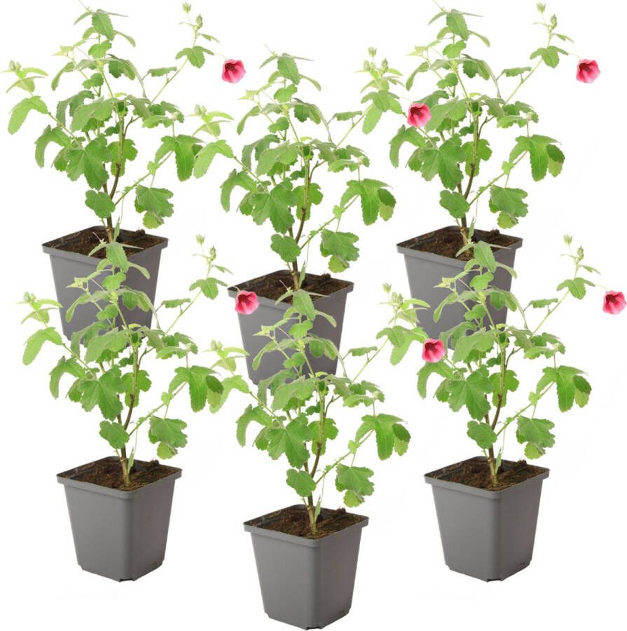 Plant In A Box Anisodontea capensis Kaaps Kaasjeskruid – Kaapse Malve Set van 6 roze paars – bloeiende tuinplant – ⌀9 cm – hoogte 25-40 cm