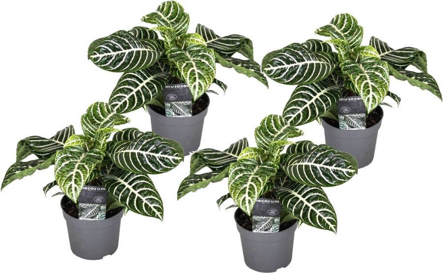 Plant In A Box Aphelandra Set van 4 Zebraplant Groene kamerplant Unieke bladeren Pot 13cm Hoogte 25-45cm
