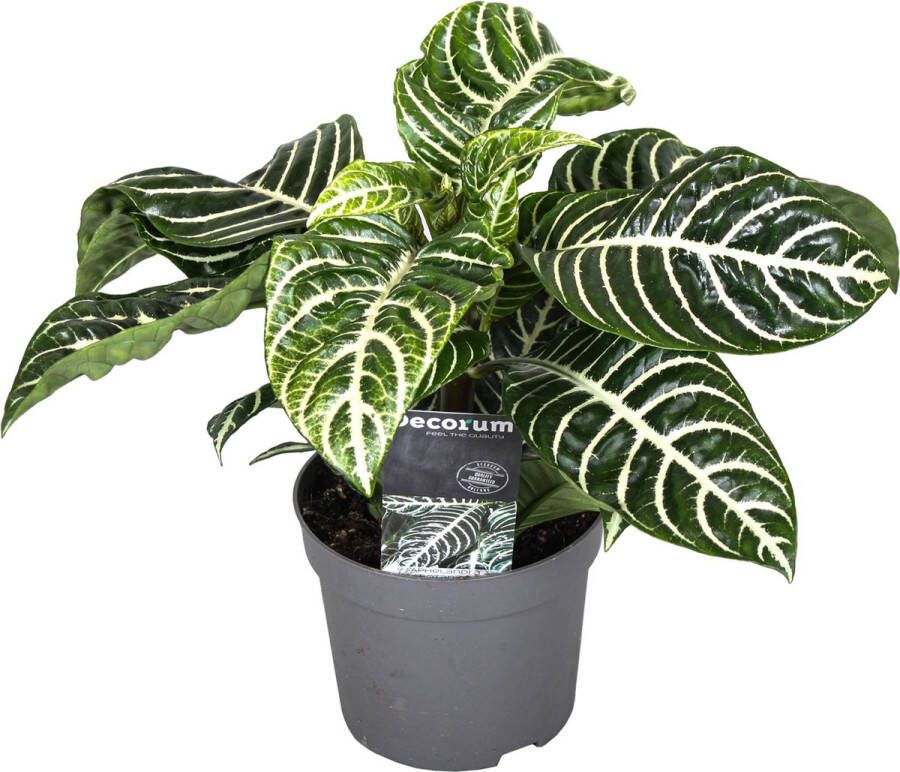 Plant In A Box Aphelandra Zebraplant Groene kamerplant Unieke bladeren Pot 13cm Hoogte 25-45cm