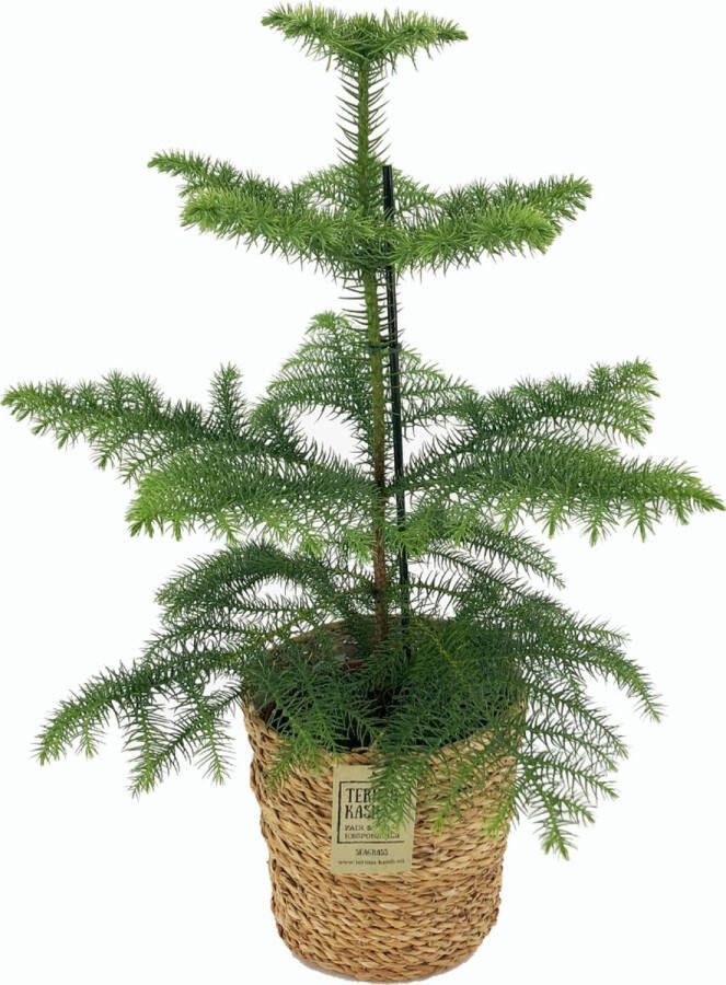 Plant In A Box Araucaria Heterophylla Inclusief mand Norfolkden Kamerden Pot 17cm Hoogte 50-60cm