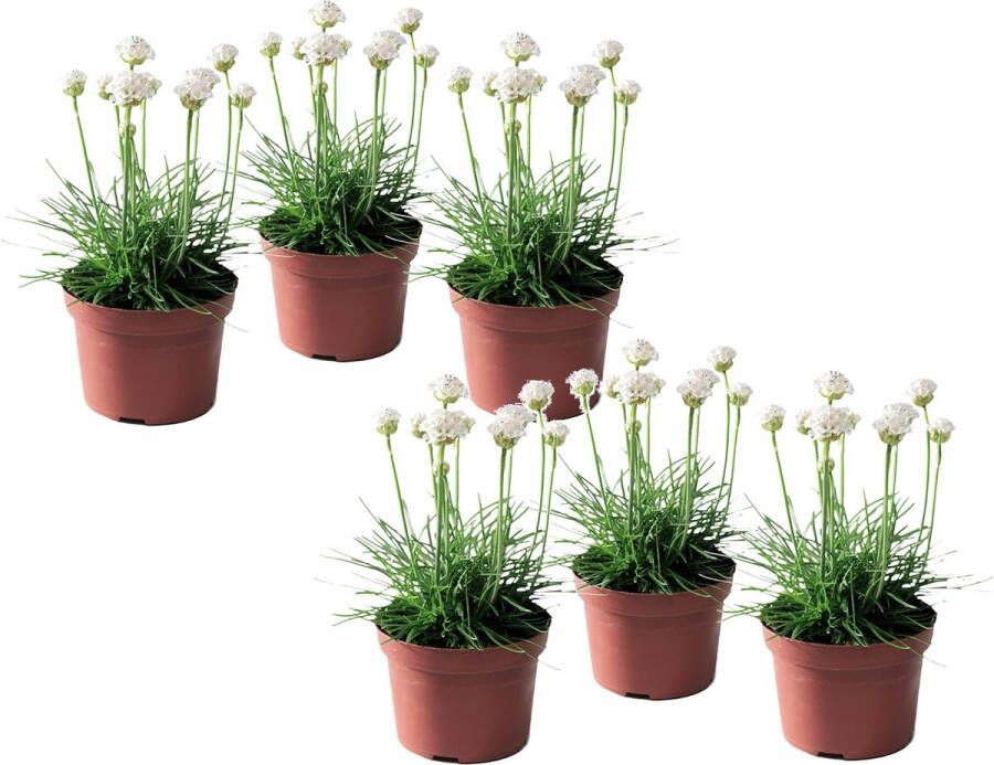 Plant in a Box Armeria Maritima Set Van 6 Witte Tuinplanten Pot 12cm Hoogte 20-30cm